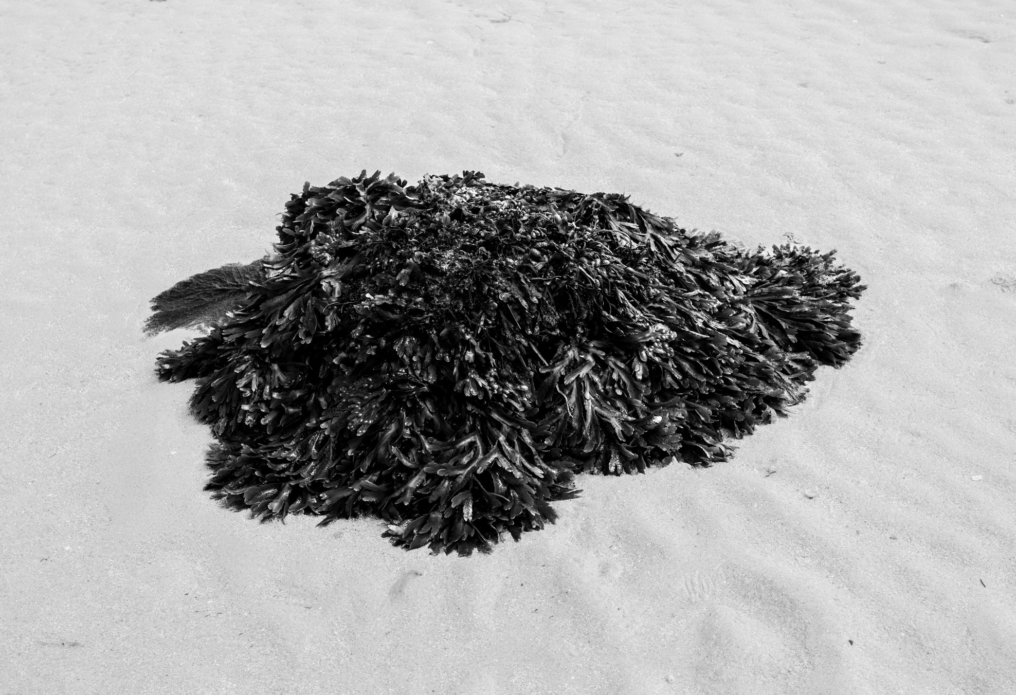 Laminaria